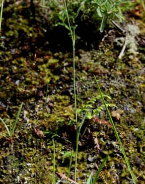 Fotografia 5 da espécie Ranunculus bupleuroides no Jardim Botânico UTAD
