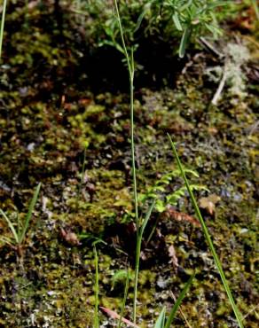 Fotografia 5 da espécie Ranunculus bupleuroides no Jardim Botânico UTAD