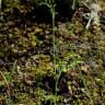 Fotografia 5 da espécie Ranunculus bupleuroides do Jardim Botânico UTAD