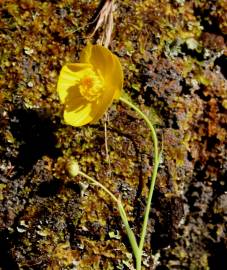 Fotografia da espécie Ranunculus bupleuroides