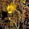Fotografia 6 da espécie Ranunculus bupleuroides do Jardim Botânico UTAD