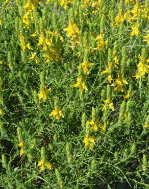 Fotografia 5 da espécie Genista hirsuta subesp. hirsuta no Jardim Botânico UTAD