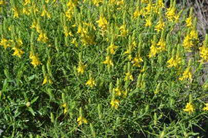 Fotografia da espécie Genista hirsuta subesp. hirsuta