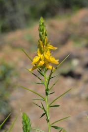 Fotografia da espécie Genista hirsuta subesp. hirsuta