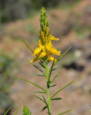 Fotografia 1 da espécie Genista hirsuta subesp. hirsuta no Jardim Botânico UTAD