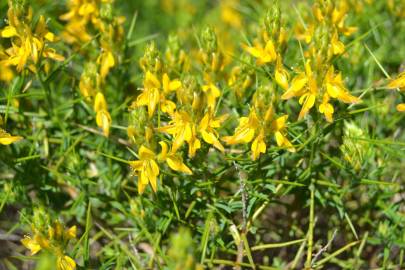 Fotografia da espécie Genista hirsuta subesp. hirsuta