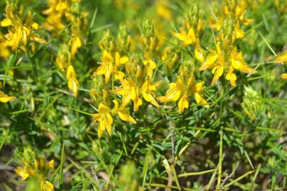 Fotografia da espécie Genista hirsuta subesp. hirsuta