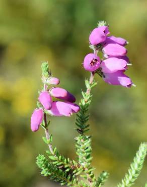 Fotografia 5 da espécie Erica ciliaris no Jardim Botânico UTAD