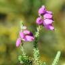 Fotografia 5 da espécie Erica ciliaris do Jardim Botânico UTAD