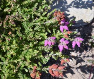 Fotografia da espécie Erica ciliaris