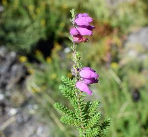 Fotografia da espécie Erica ciliaris