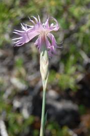 Fotografia da espécie Dianthus broteri