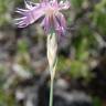 Fotografia 6 da espécie Dianthus broteri do Jardim Botânico UTAD