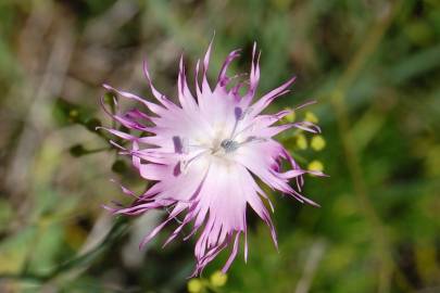 Fotografia da espécie Dianthus broteri