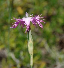 Fotografia da espécie Dianthus broteri