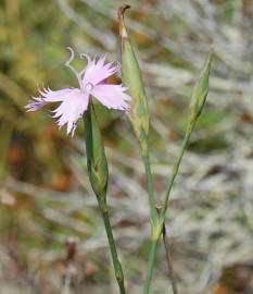 Fotografia da espécie Dianthus broteri