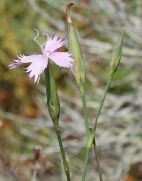 Fotografia 9 da espécie Dianthus broteri no Jardim Botânico UTAD