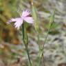 Fotografia 9 da espécie Dianthus broteri do Jardim Botânico UTAD