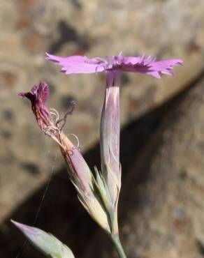 Fotografia 2 da espécie Dianthus crassipes no Jardim Botânico UTAD