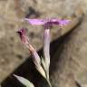 Fotografia 2 da espécie Dianthus crassipes do Jardim Botânico UTAD