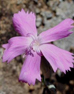 Fotografia 1 da espécie Dianthus crassipes no Jardim Botânico UTAD