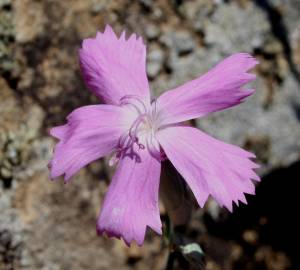 Fotografia da espécie Dianthus crassipes