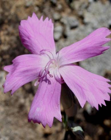 Fotografia de capa Dianthus crassipes - do Jardim Botânico