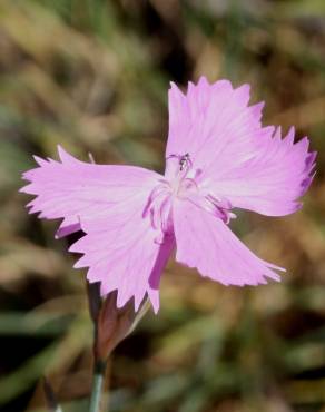 Fotografia 3 da espécie Dianthus crassipes no Jardim Botânico UTAD