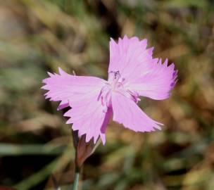 Fotografia da espécie Dianthus crassipes