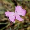 Fotografia 3 da espécie Dianthus crassipes do Jardim Botânico UTAD