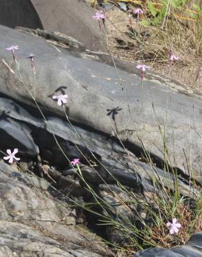 Fotografia 4 da espécie Dianthus crassipes no Jardim Botânico UTAD