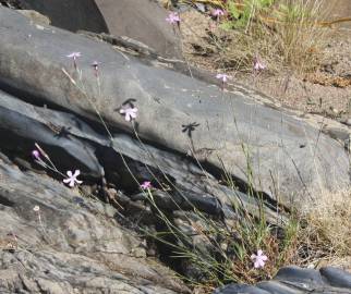 Fotografia da espécie Dianthus crassipes