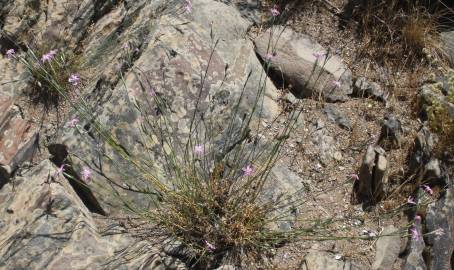 Fotografia da espécie Dianthus crassipes