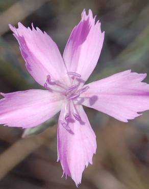 Fotografia 8 da espécie Dianthus lusitanus no Jardim Botânico UTAD