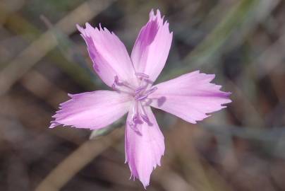 Fotografia da espécie Dianthus lusitanus