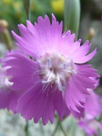 Fotografia da espécie Dianthus lusitanus