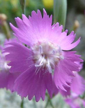 Fotografia 9 da espécie Dianthus lusitanus no Jardim Botânico UTAD