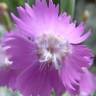 Fotografia 9 da espécie Dianthus lusitanus do Jardim Botânico UTAD