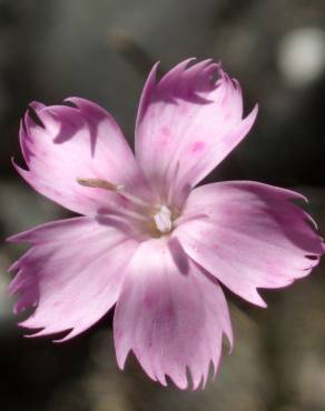 Fotografia 10 da espécie Dianthus lusitanus no Jardim Botânico UTAD