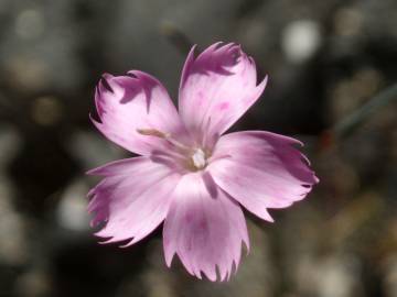 Fotografia da espécie Dianthus lusitanus