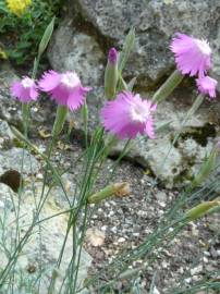 Fotografia da espécie Dianthus lusitanus