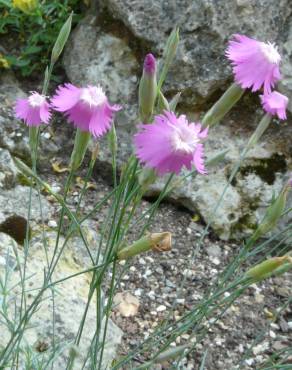 Fotografia 11 da espécie Dianthus lusitanus no Jardim Botânico UTAD