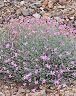 Fotografia 12 da espécie Dianthus lusitanus no Jardim Botânico UTAD