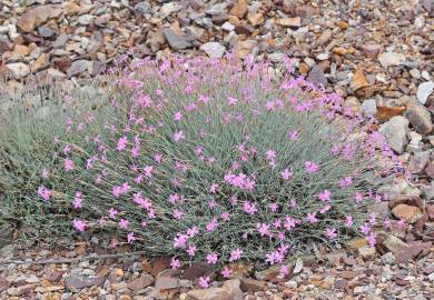 Fotografia da espécie Dianthus lusitanus