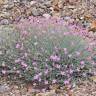 Fotografia 12 da espécie Dianthus lusitanus do Jardim Botânico UTAD