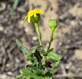 Fotografia da espécie Senecio gallicus