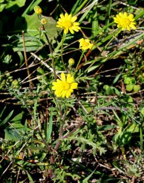 Fotografia 5 da espécie Senecio gallicus no Jardim Botânico UTAD