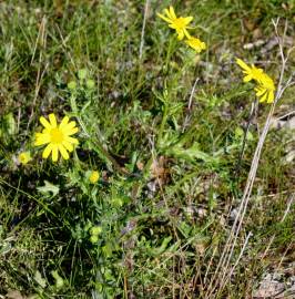 Fotografia da espécie Senecio gallicus