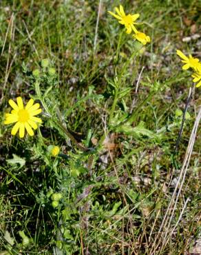 Fotografia 6 da espécie Senecio gallicus no Jardim Botânico UTAD