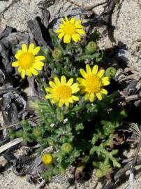 Fotografia da espécie Senecio gallicus